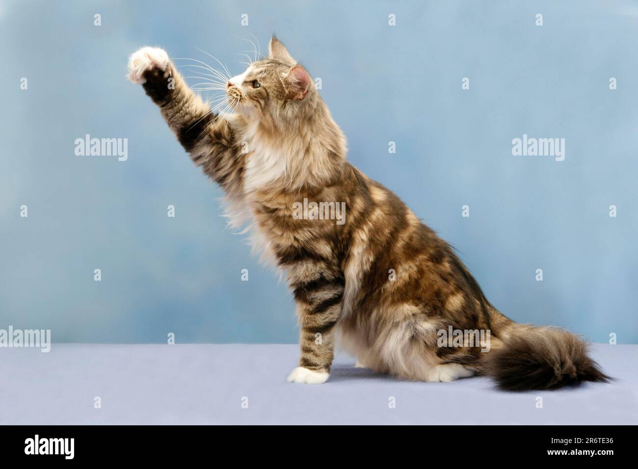 Norwegian Forest Cat, raising paw, sideways, paw raised Stock Photo Alamy