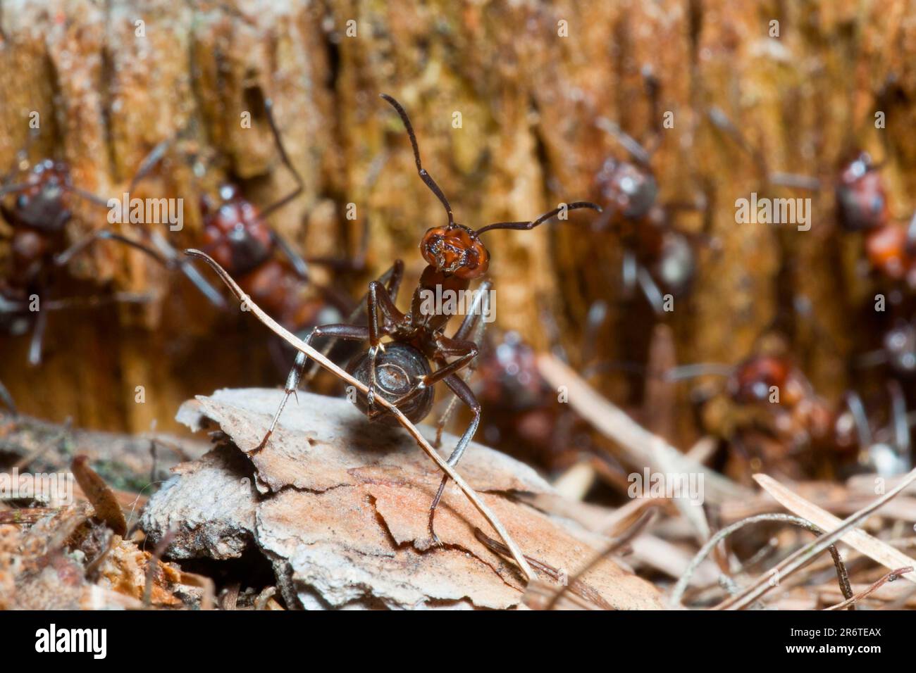 Wood Ant, transporting nest material, Lower Saxony, Germany (Formica rufa) Stock Photo