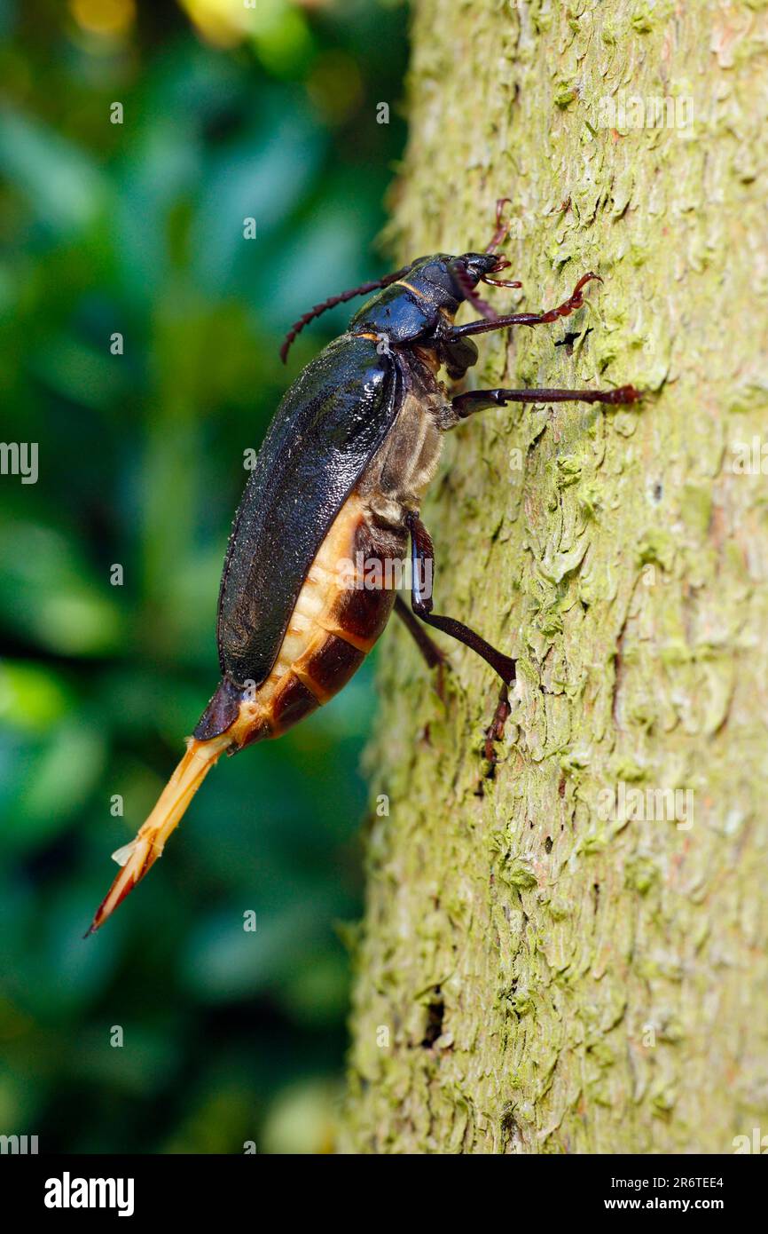 Tanner Beetle, female, Lower Saxony, Germany, Prionus coriarius, Sawyer Beetle Stock Photo