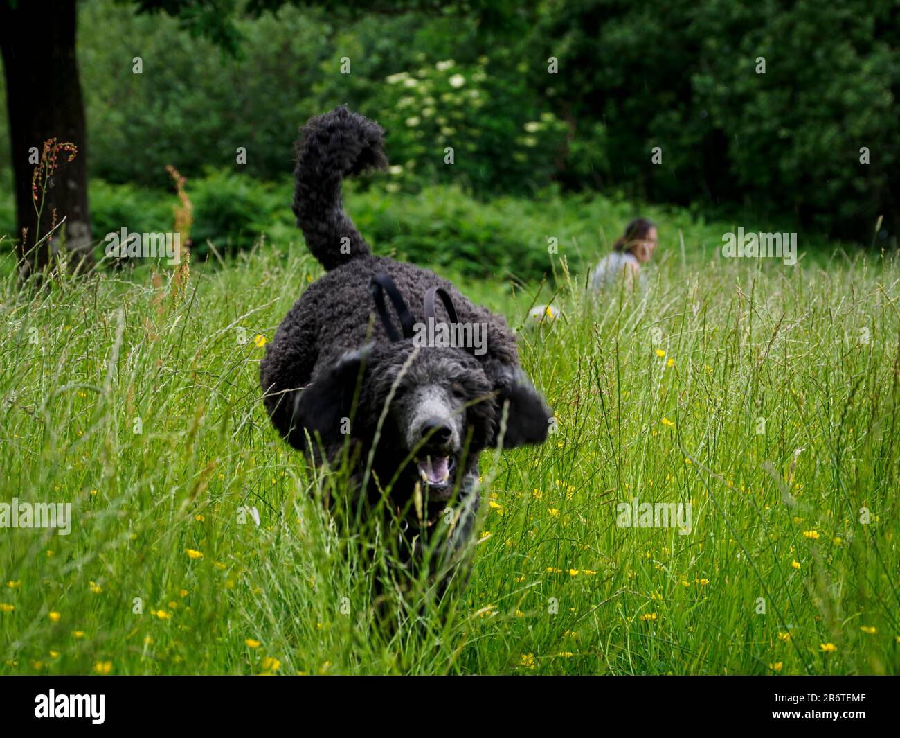 Standard poodle dog running through long grass, Devon, UK Stock Photo
