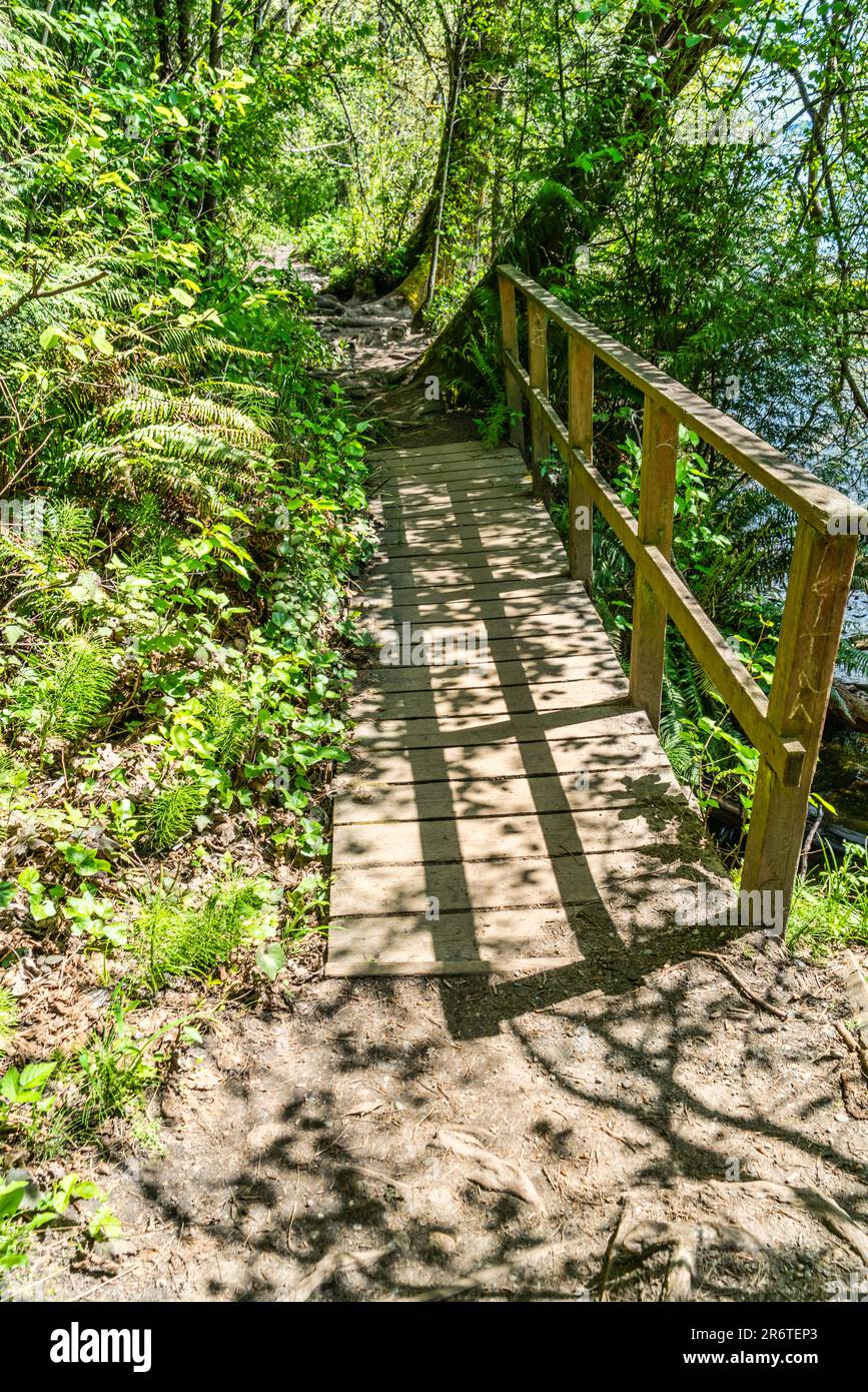 A hiking trail at St. Edward State Park in Kenmore, Washington Stock