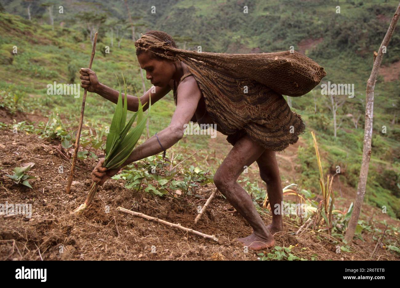 Yali woman working in field, West Papua, West New Guinea, IrianJaya, field work, Indonesia