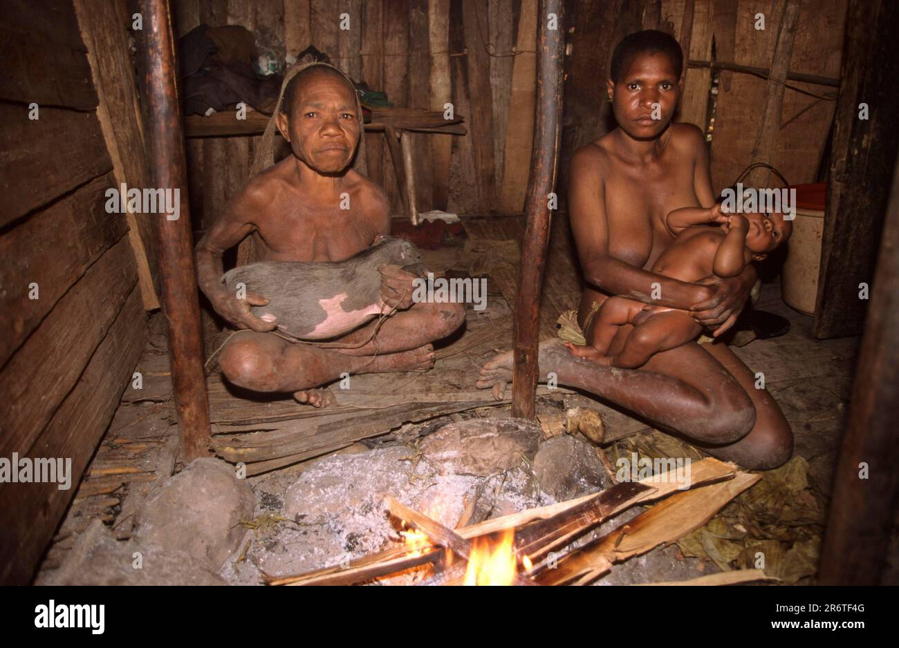 Yali woman with baby and domestic pig in traditional hut, Uldam village, West Papua, West New Guinea, Irian-Jaya, domestic pig, pig, pigs, tethered Stock Photo