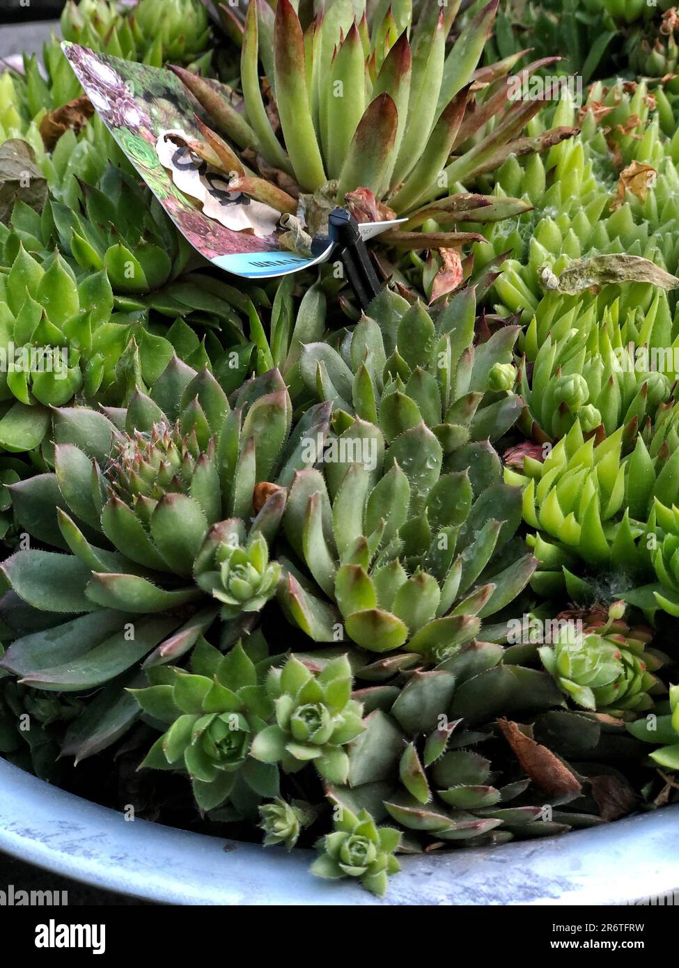 Beautiful succulents sempervivum in a concrete pot. Flower shop Stock Photo