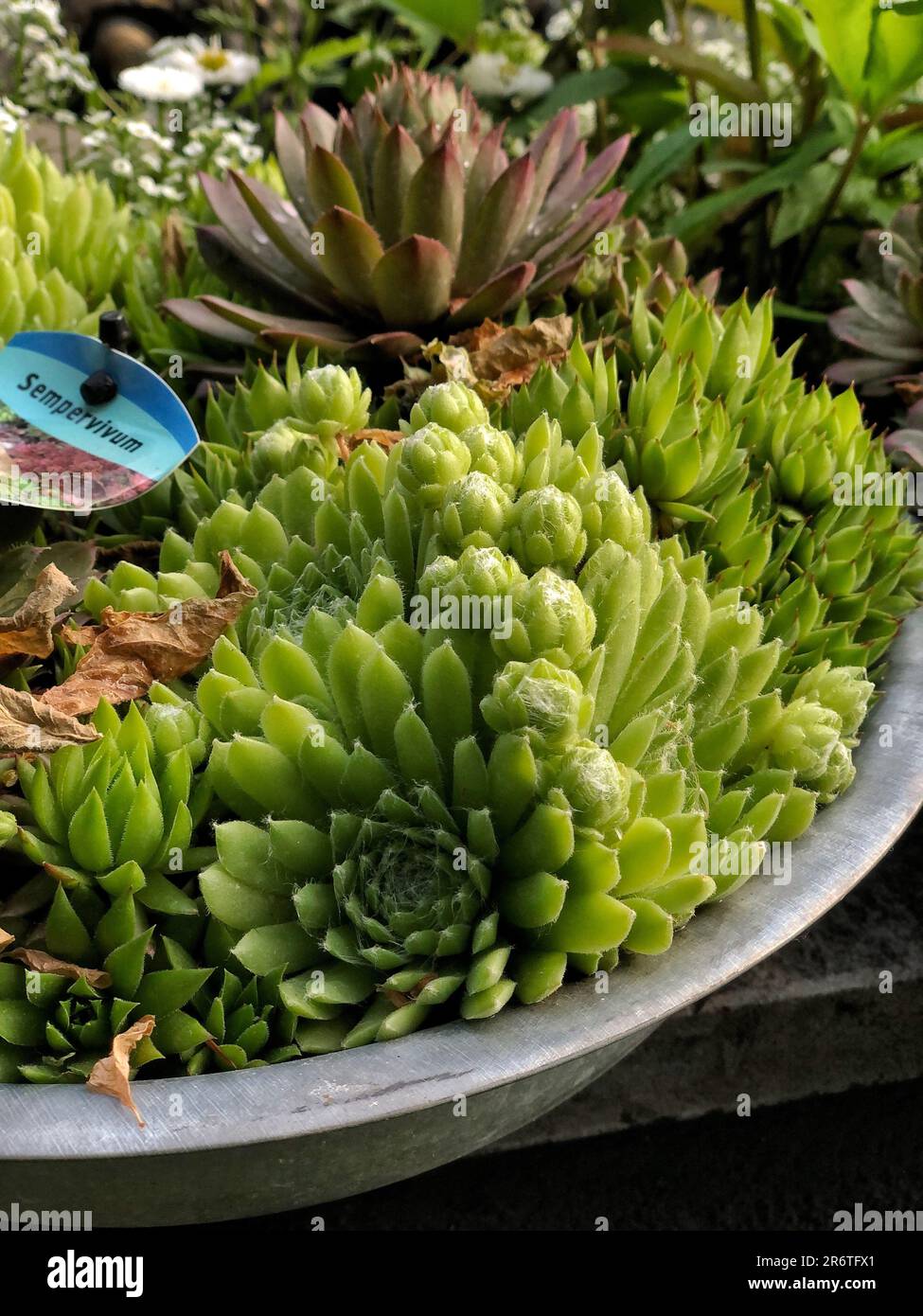 Beautiful succulents sempervivum in a concrete pot. Flower shop Stock Photo