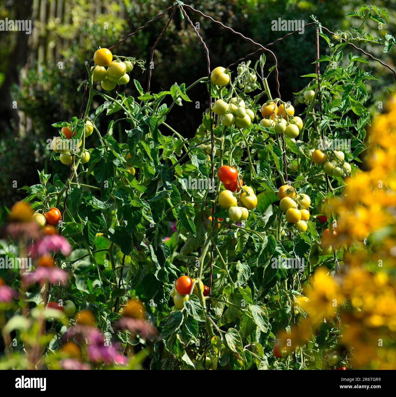 Farm garden with tomatoes (Solanum lycopersicum), Tomato Stock Photo ...