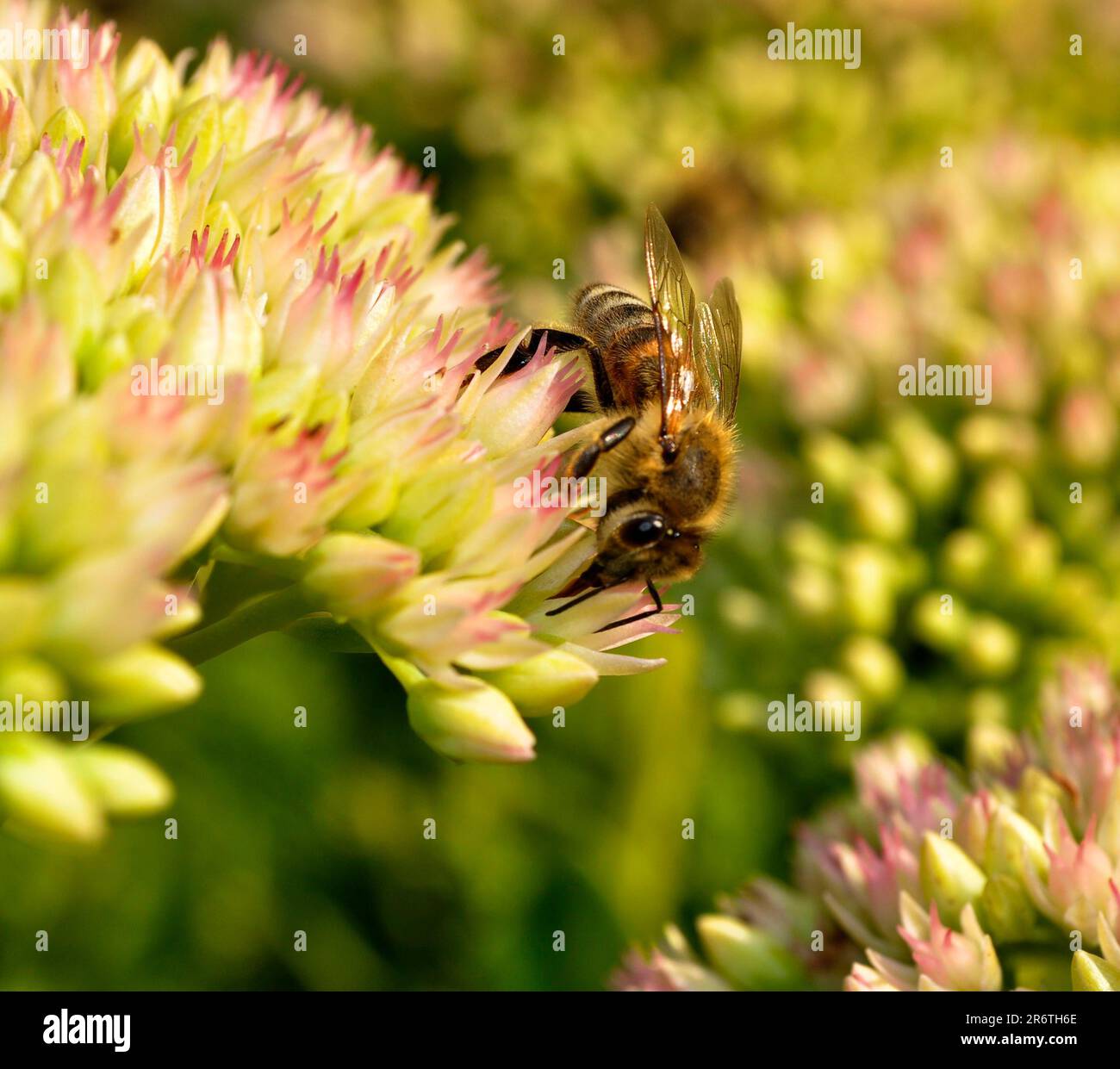 Bee on stonecrop (Sedum), stonecrop, stonecrop, also stonecrop Stock Photo