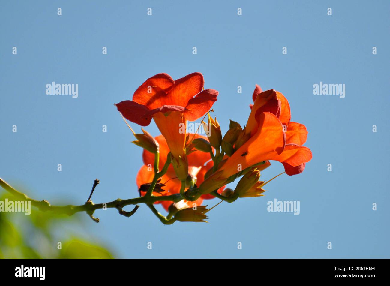 Trumpet flower, trumpet vine (Campsis radicans) Stock Photo
