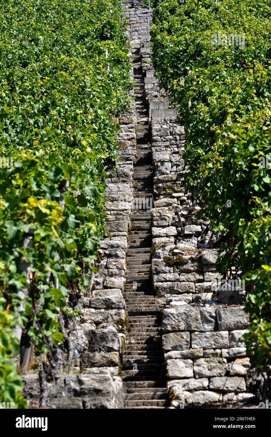 Vineyard terraces, Besigheim rock garden, climbing rocks, stairs Stock ...
