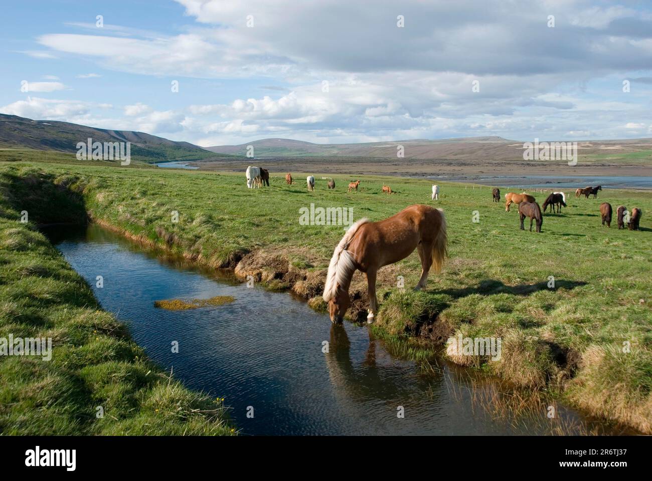 Icelanders eat them hires stock photography and images Alamy