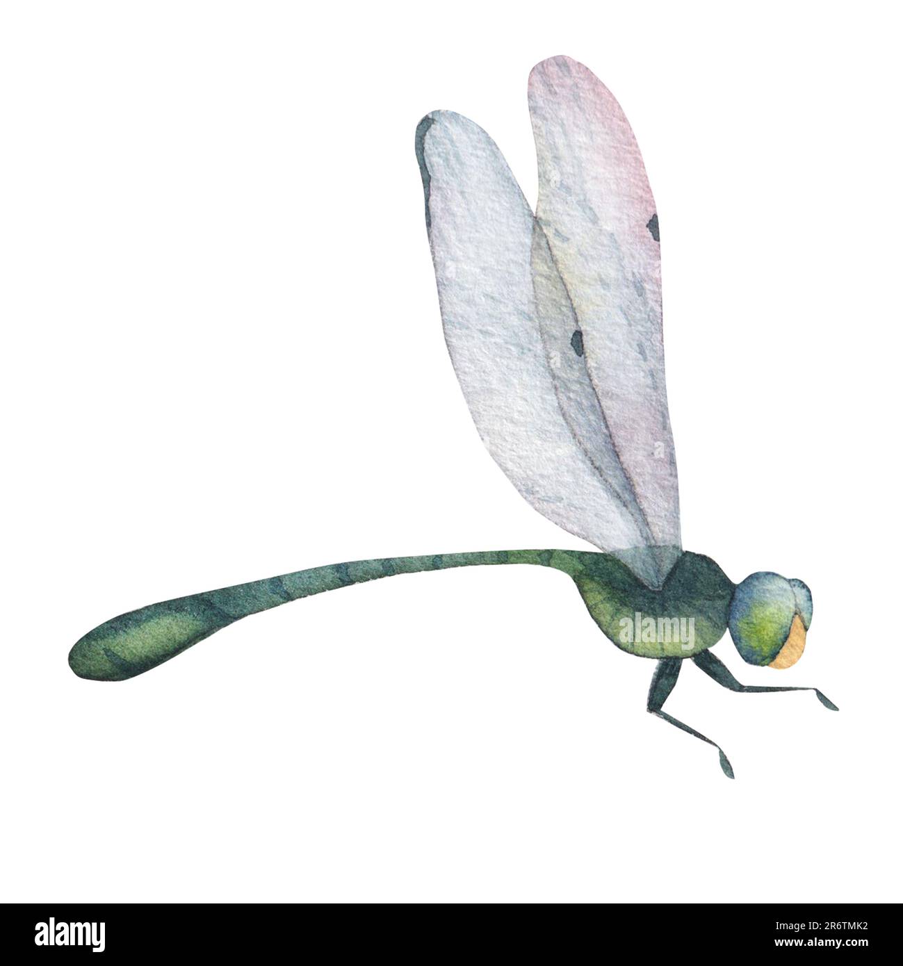 green dragonfly with transparent wings isolated on white background ...