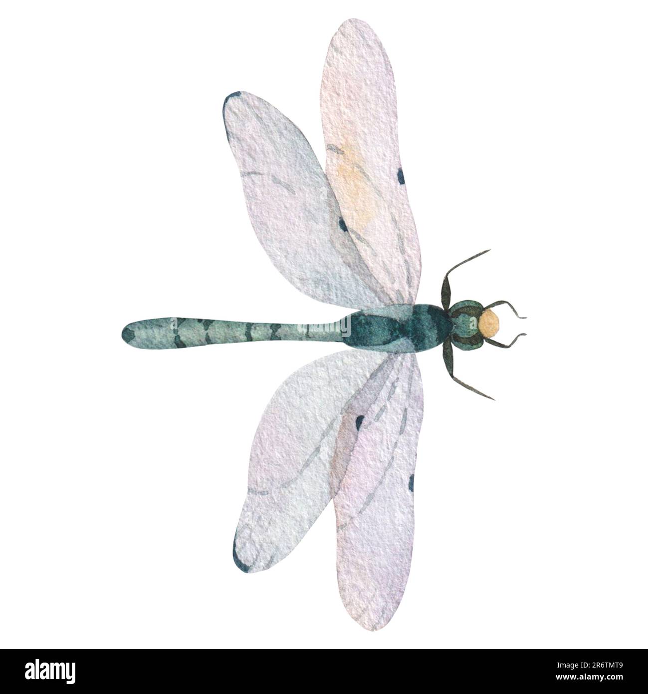 green dragonfly with transparent wings isolated on white background ...