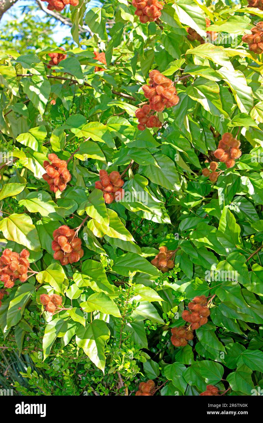 Achiot (Bixa orellana), Bixaceae Stock Photo