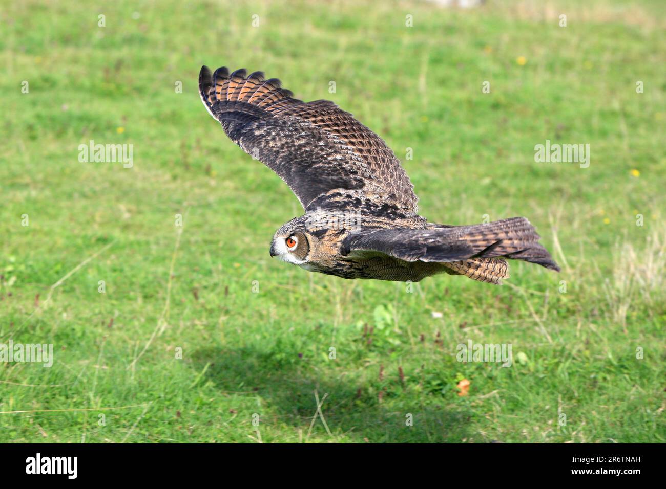 European eagle owl (Bubo bubo), releasable Stock Photo