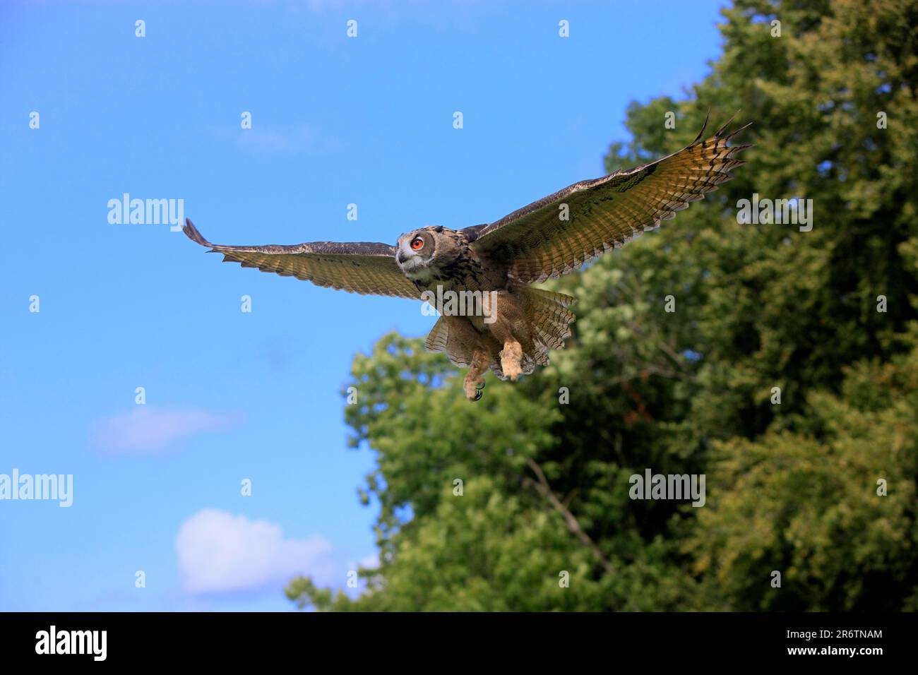 European eagle owl (Bubo bubo), releasable Stock Photo