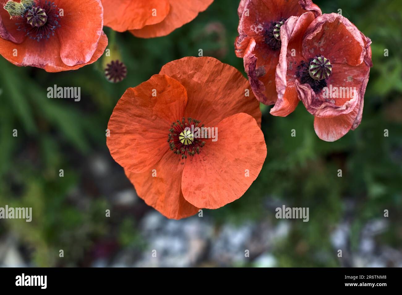 Poppies in bloom with grass growing on a pavement and seen up close ...