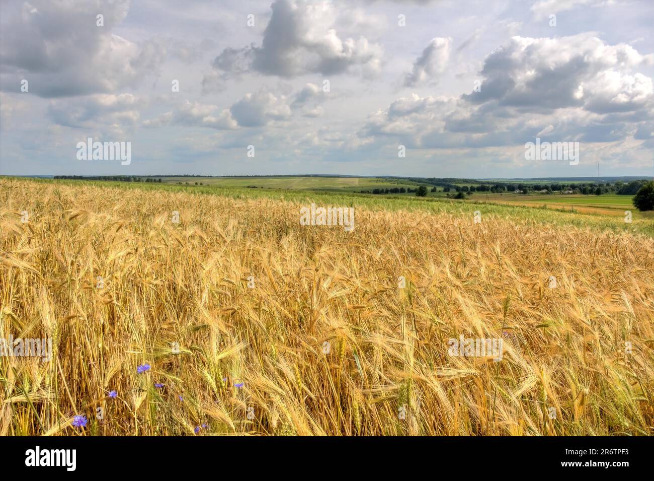 Beautiful summer landscape with a golden wheat field (HDR image Stock ...