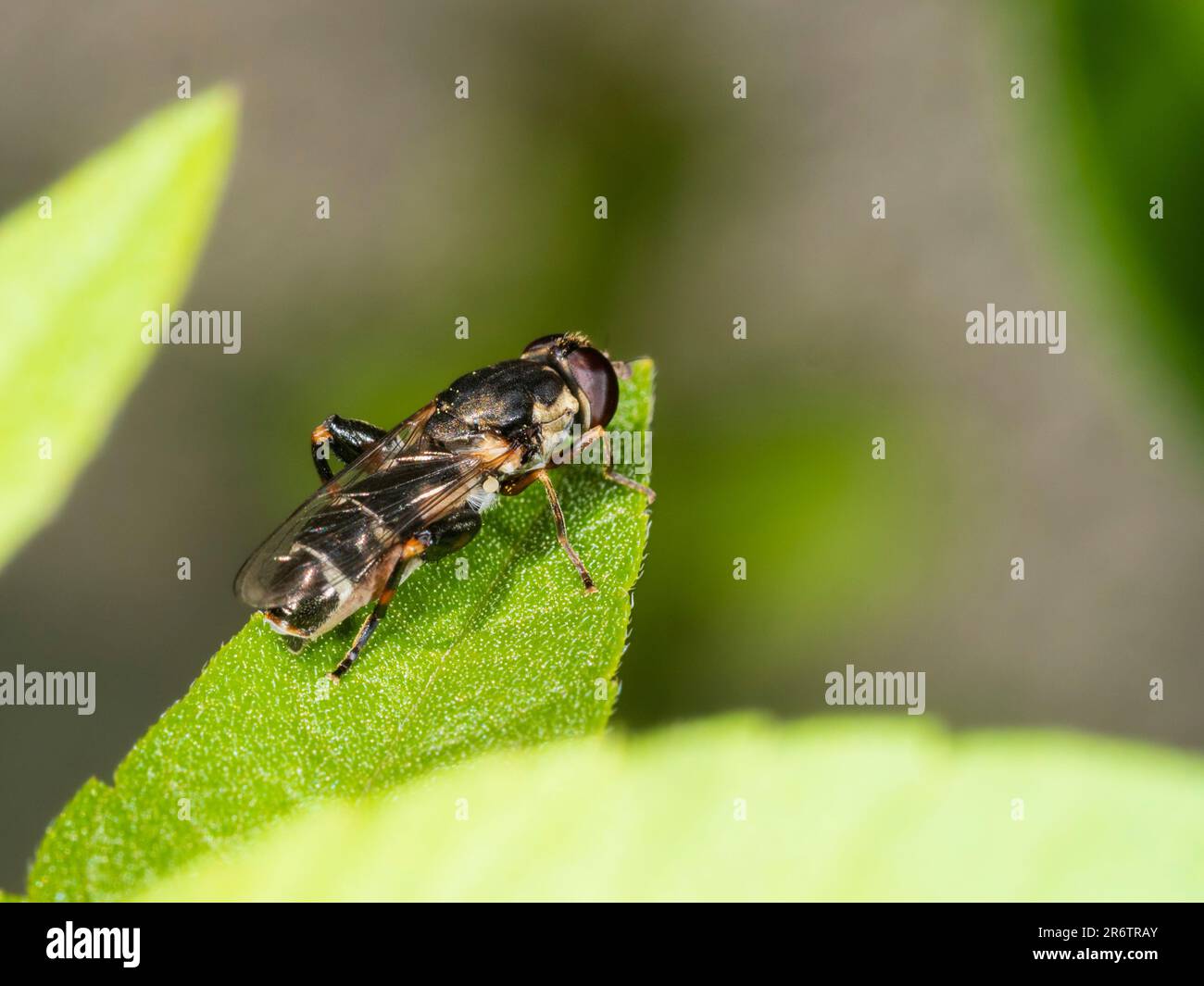 Adult female thick legged hoverfly, Syritta pipiens, UK wildlife and garden visitor Stock Photo