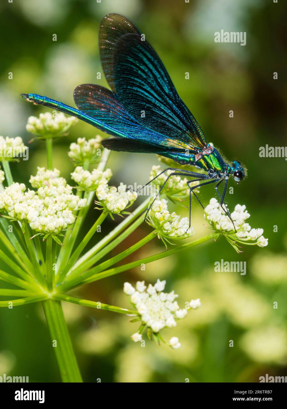 Iridescent blue and green colouration of a mature male beautiful demoiselle, Calopteryx virgo, in a Dartmoor, UK, garden Stock Photo