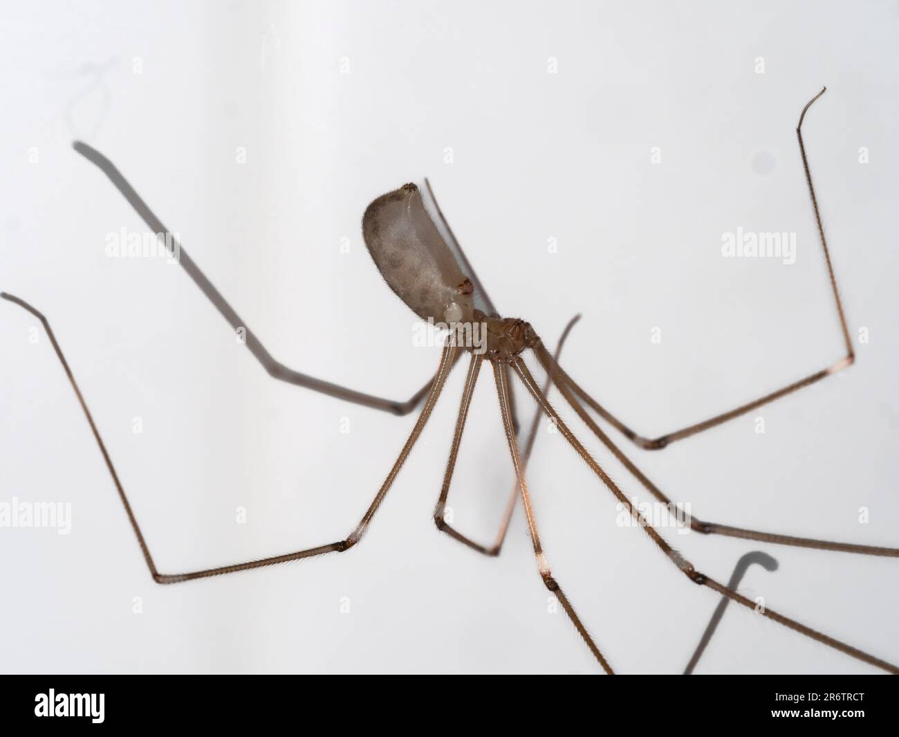 Brown cellar or daddy long legs spider, Pholcus phalangioides Stock Photo