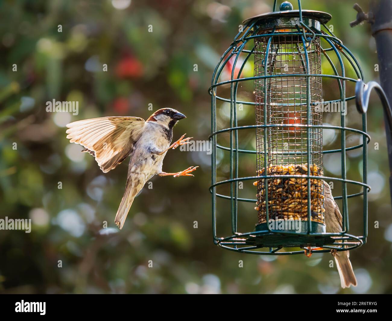 Male house sparrow, Passer domesticus, approaching a bird feeder with wings and legs outstretched ready for landing Stock Photo