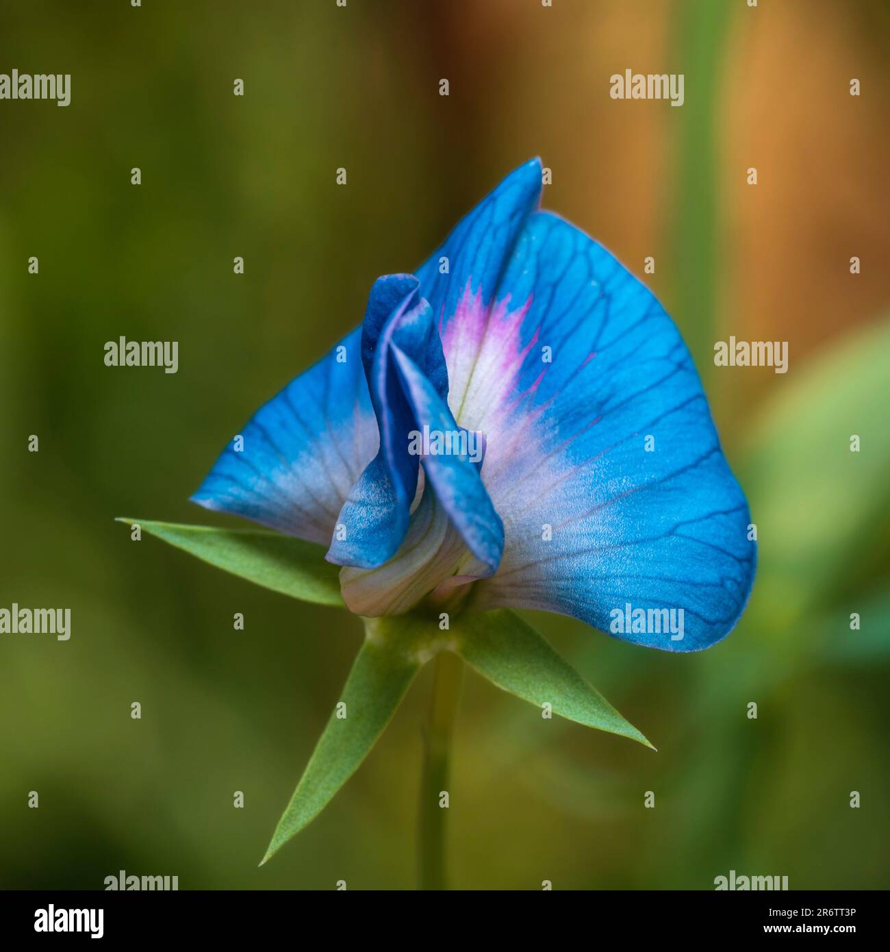 Single flower of the hardy annual blue flowered climbing pea, Lathyrus sativus f. azureus Stock Photo