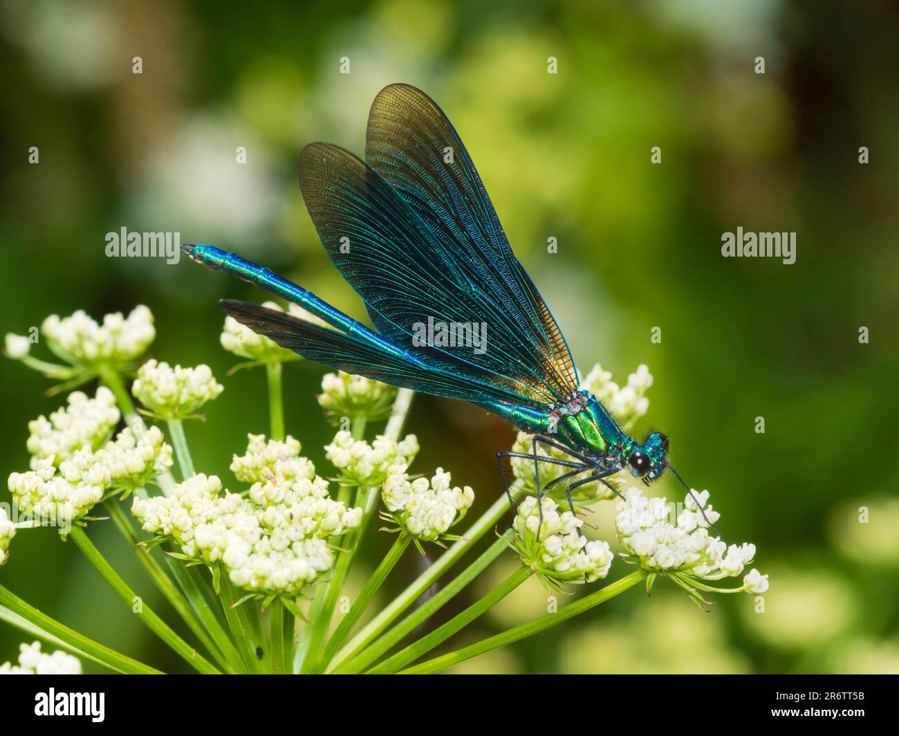 Iridescent blue and green colouration of a mature male beautiful demoiselle, Calopteryx virgo, in a Dartmoor, UK, garden Stock Photo