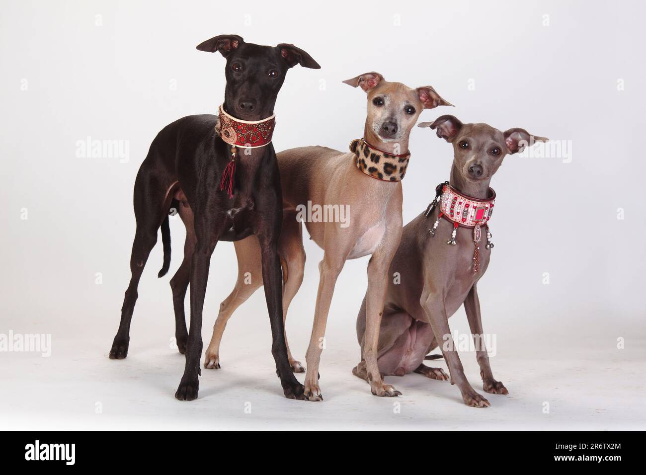 Italian Greyhound Collar, Piccolo Levriero Italiano, Collar, Greyhound  Collar Stock Photo - Alamy