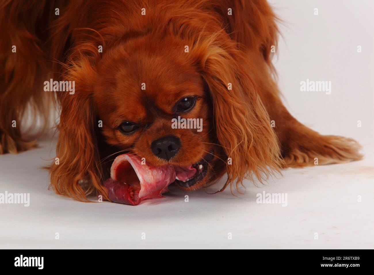 Cavalier King Charles Spaniel, ruby, eats raw meat, raw bones, trotting, trachea, beef, BARF