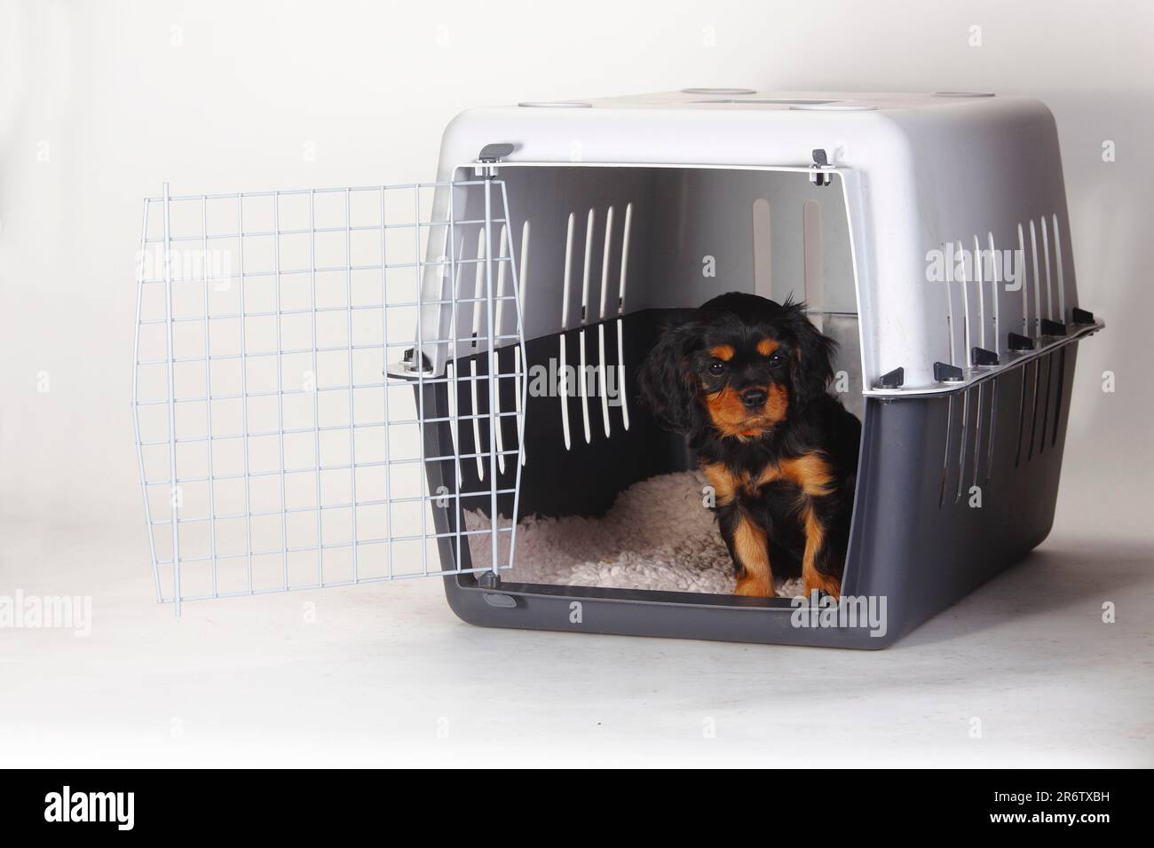 Dog crate for cavalier king charles spaniel online
