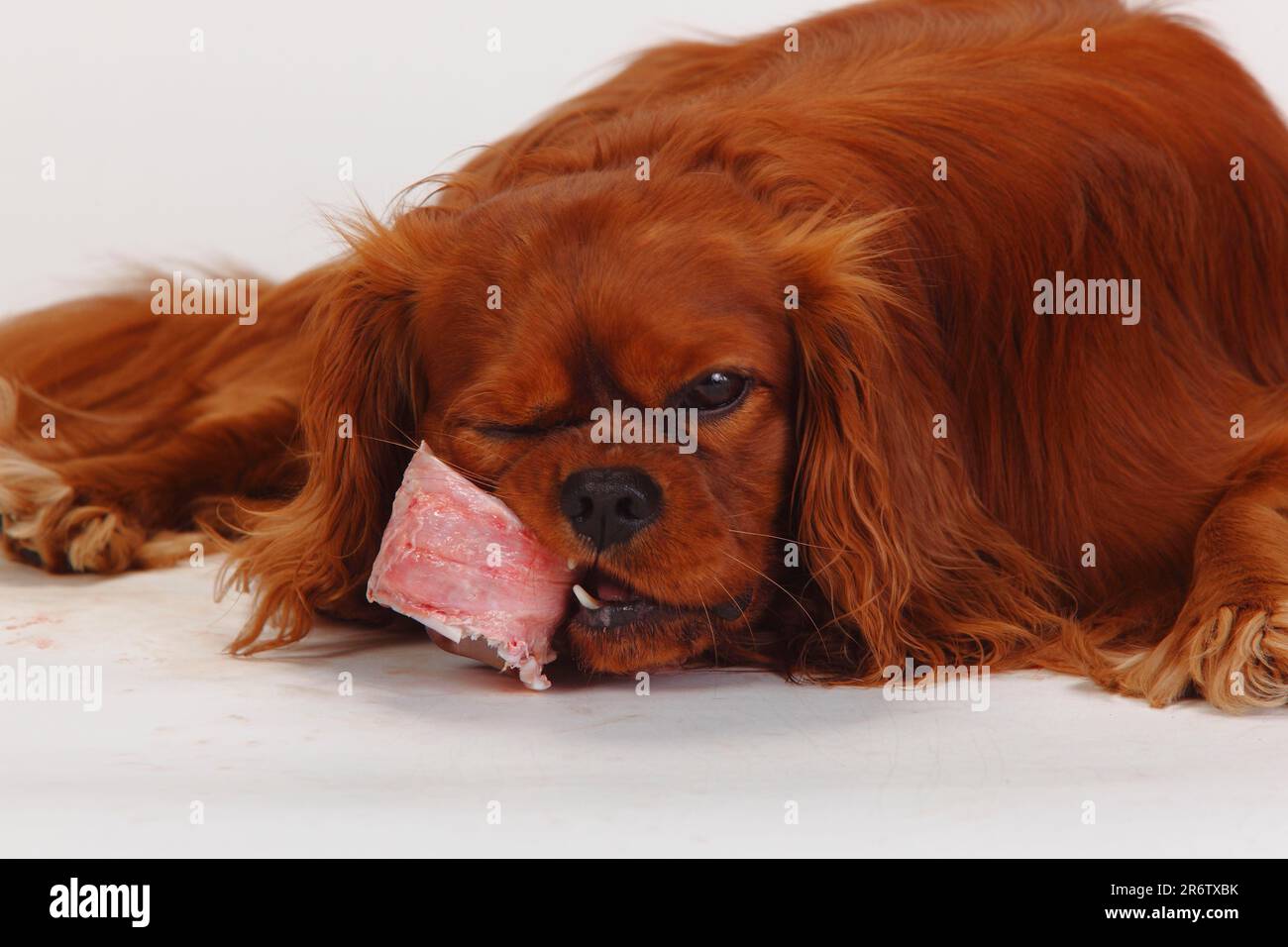 Cavalier King Charles Spaniel, ruby, eats raw meat, raw bones, trotting, trachea, beef, BARF