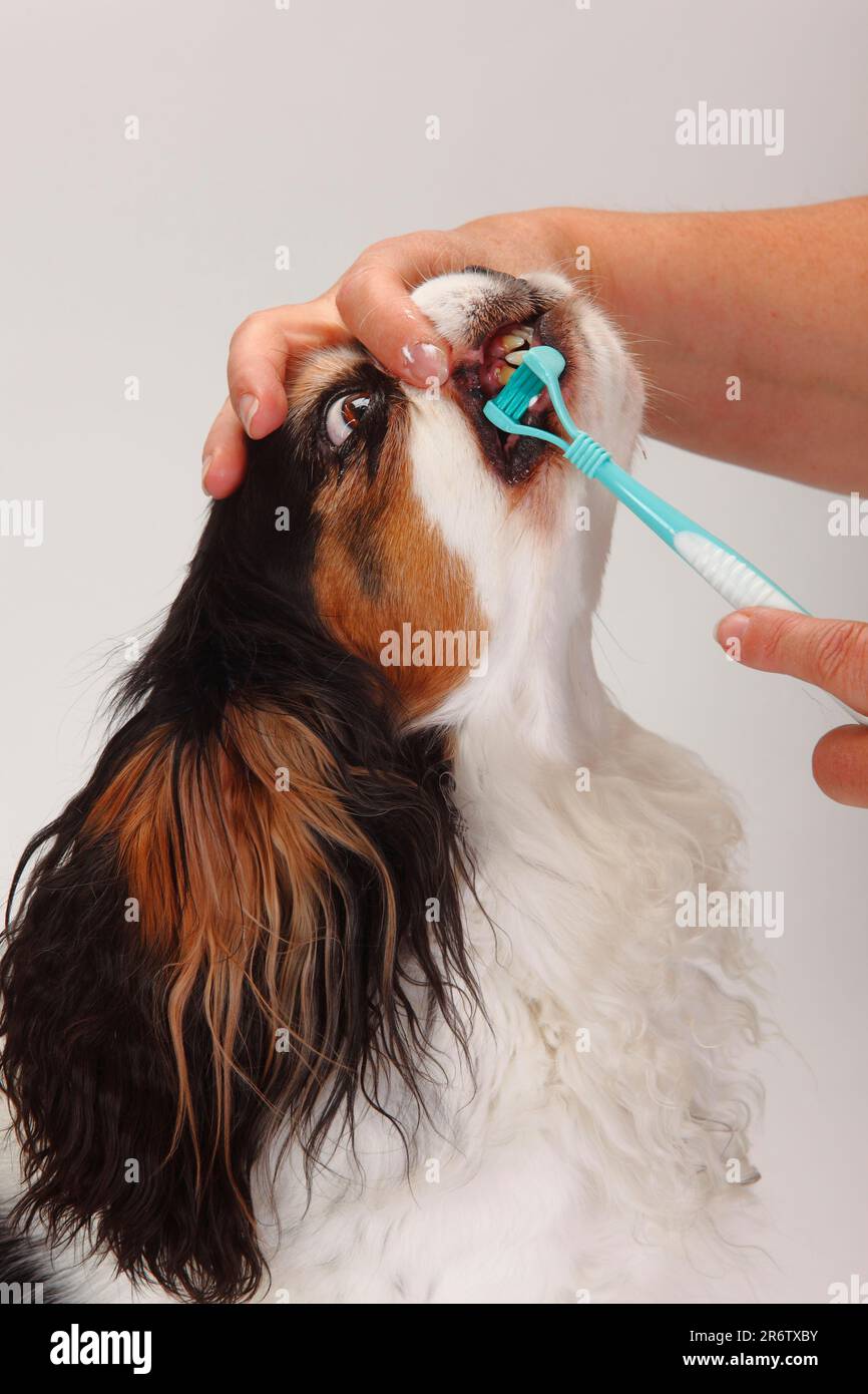 Cavalier King Charles Spaniel, tricolour, gets teeth brushed