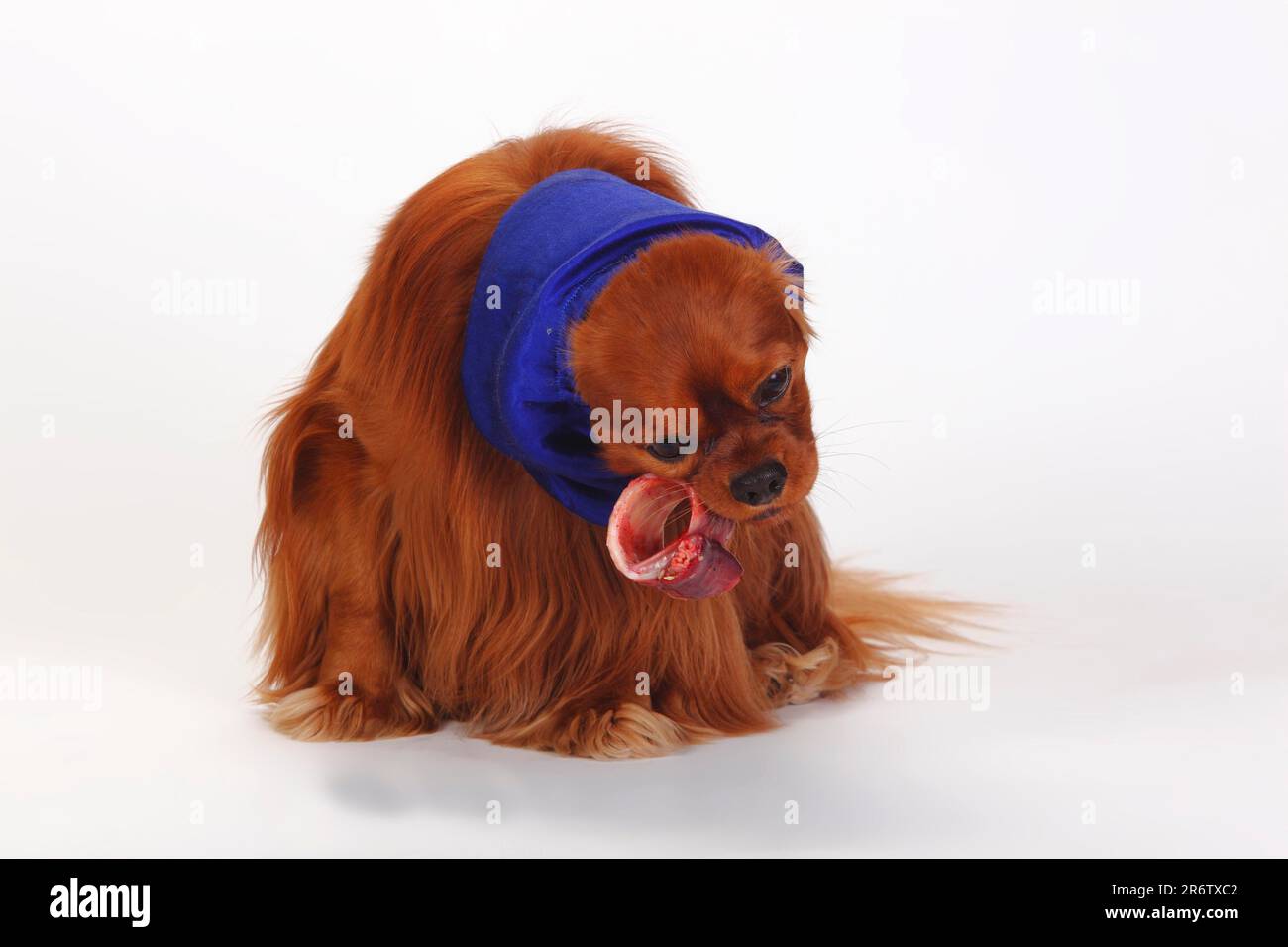 Cavalier King Charles Spaniel, ruby, eats raw meat, raw bones, trot