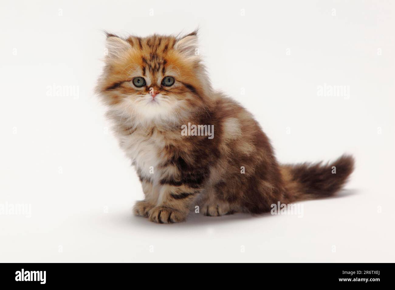 Golden classic tabby sales