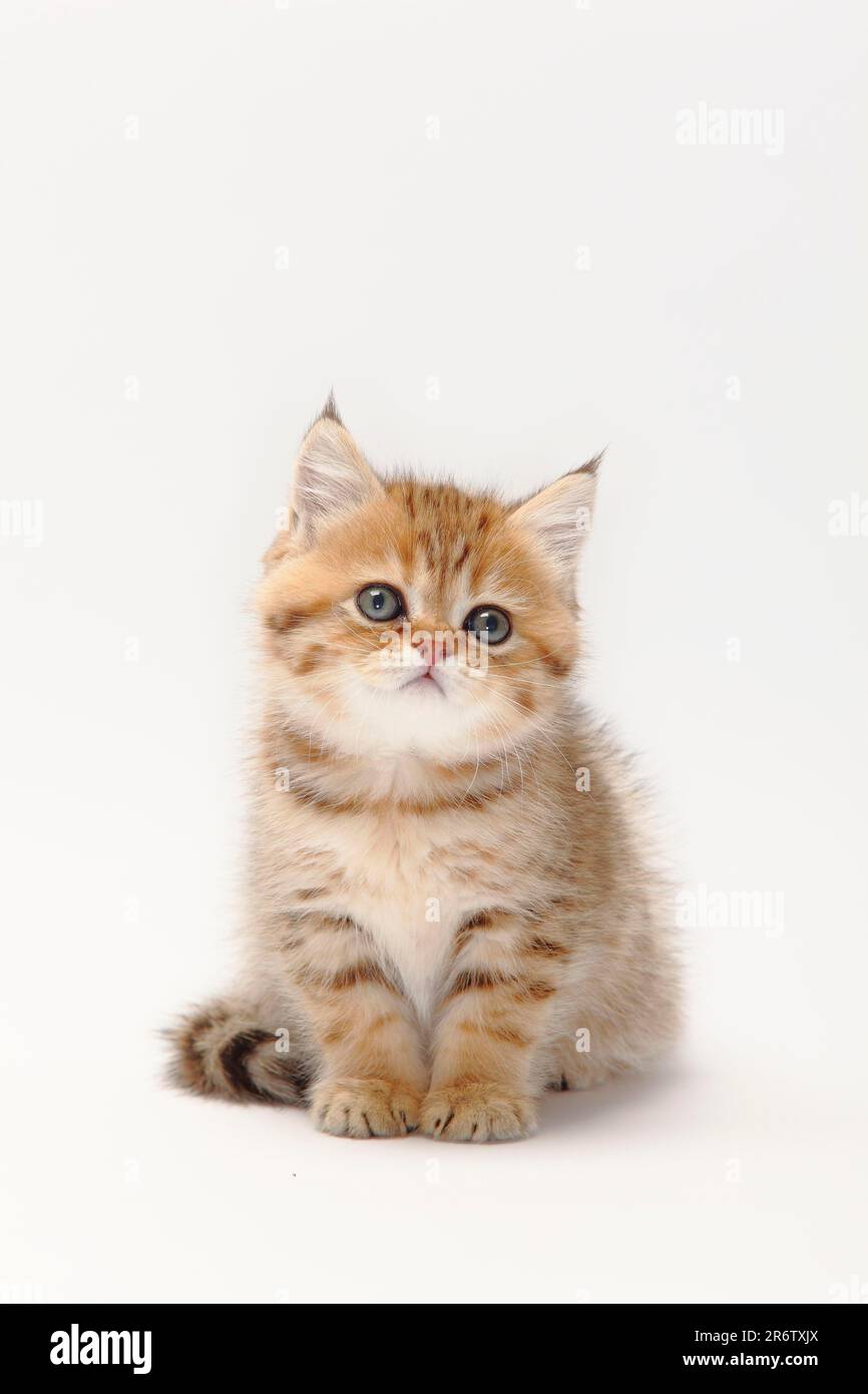 British shorthair cat kitten black golden shaded 8 weeks BKH