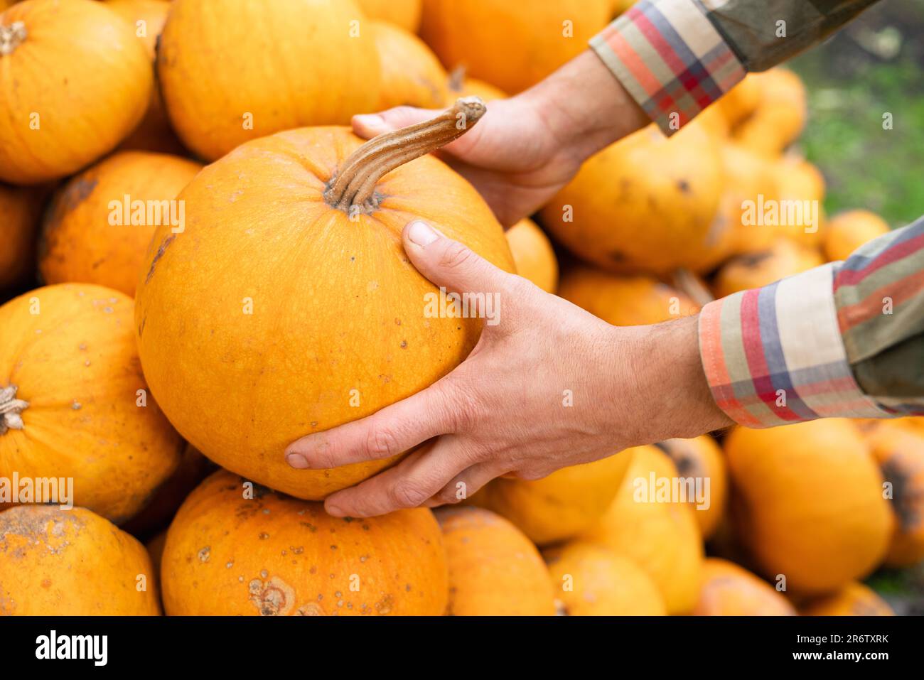 Farmer takes a pumpkin from a pile of pumpkins Stock Photo