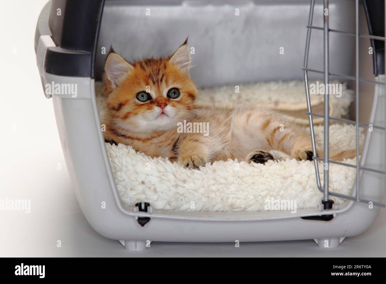 Kitten in open kennel hi-res stock photography and images - Alamy