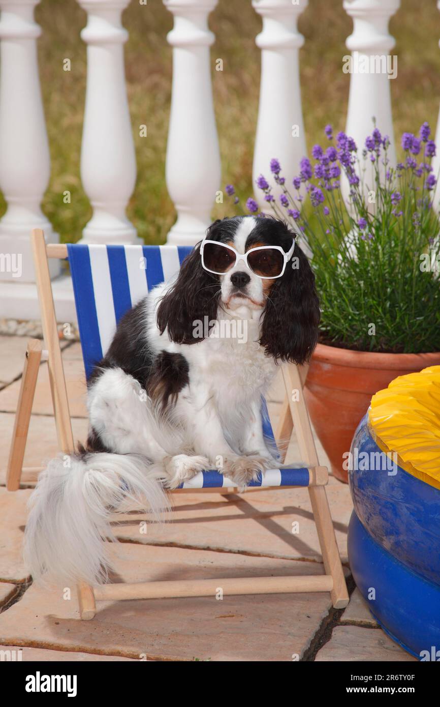 Cavalier charles spaniel sunglasses hi-res stock photography and images - Alamy