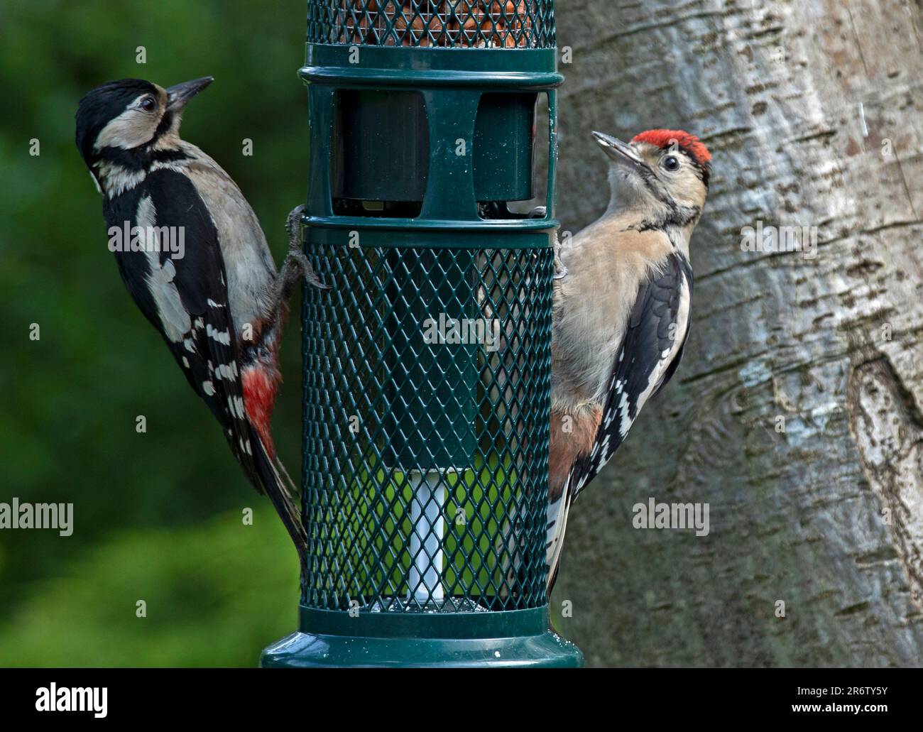 Edinburgh, Scotland, UK. 11 June 2023. Adult female and junior with the