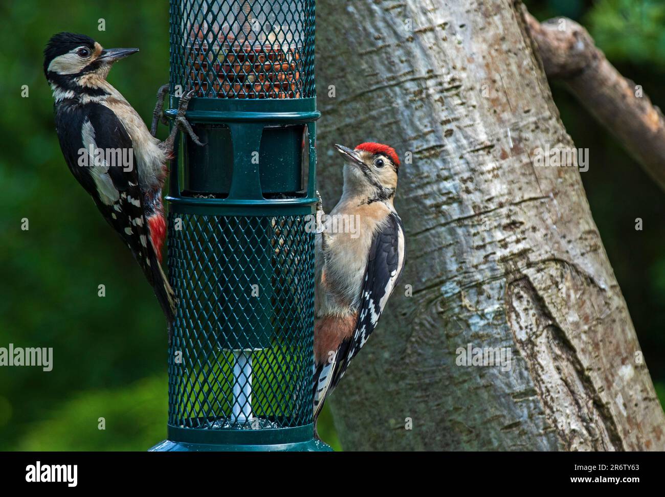 Edinburgh, Scotland, UK. 11 June 2023. Adult female and junior with the
