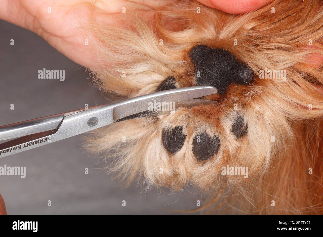 Trim dog paw best sale hair