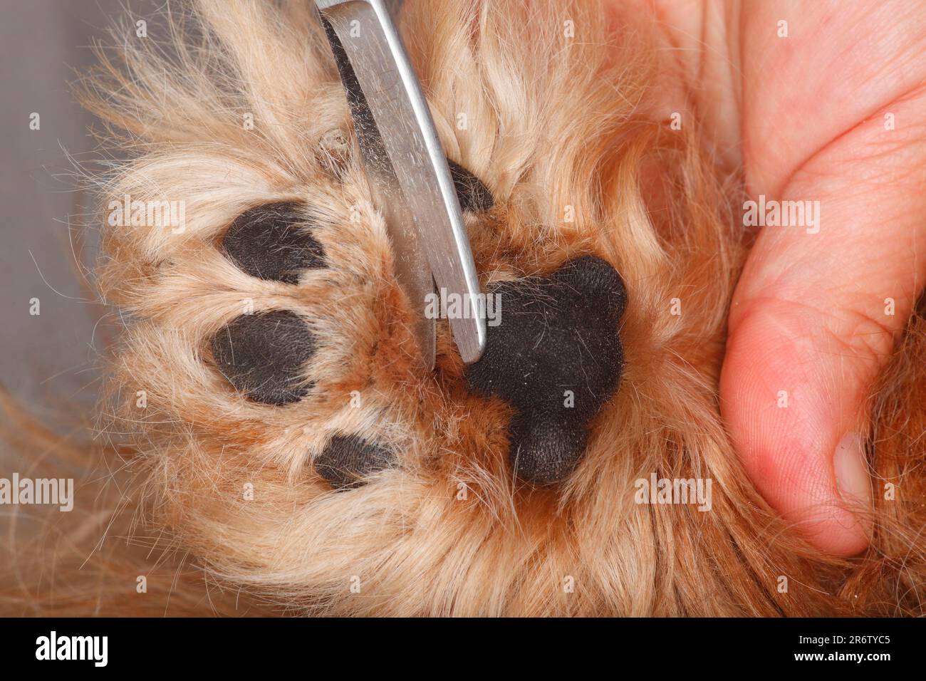 Trim dog cheap hair between pads