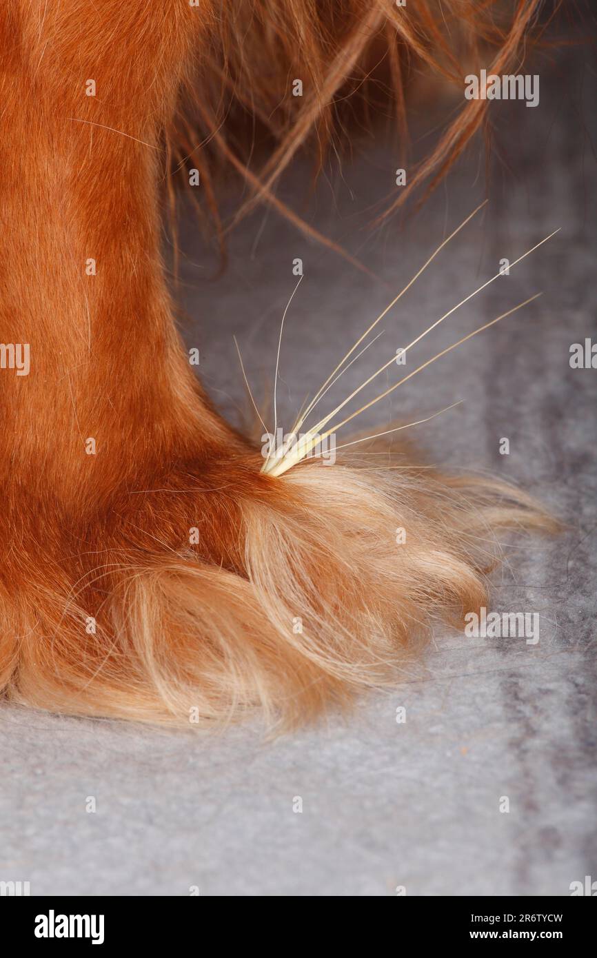 Grass seed between toes, dog paw, cavalier king charles spaniel, ruby