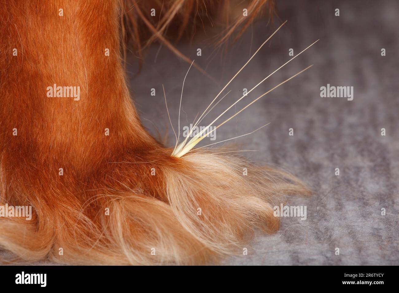 Grass seed between toes, dog paw, cavalier king charles spaniel, ruby