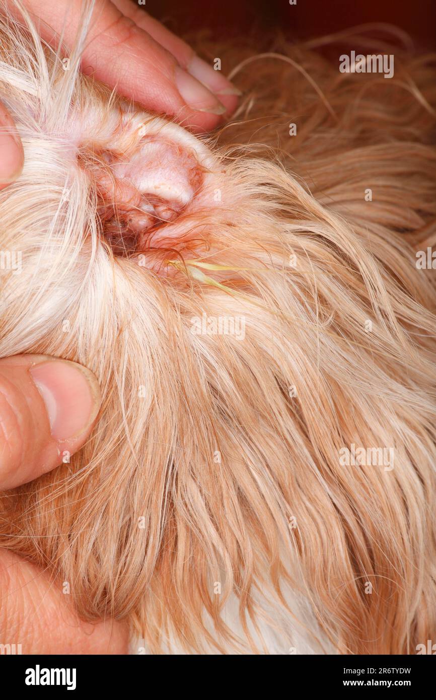 Grass seed in dog ear, inside, Cavalier King Charles Spaniel, Blenheim, Granne, Grannen Stock Photo