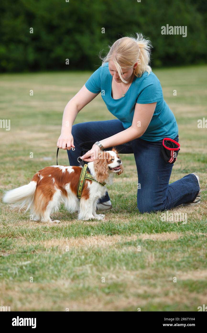 Kneel dog hi-res stock photography and images - Alamy