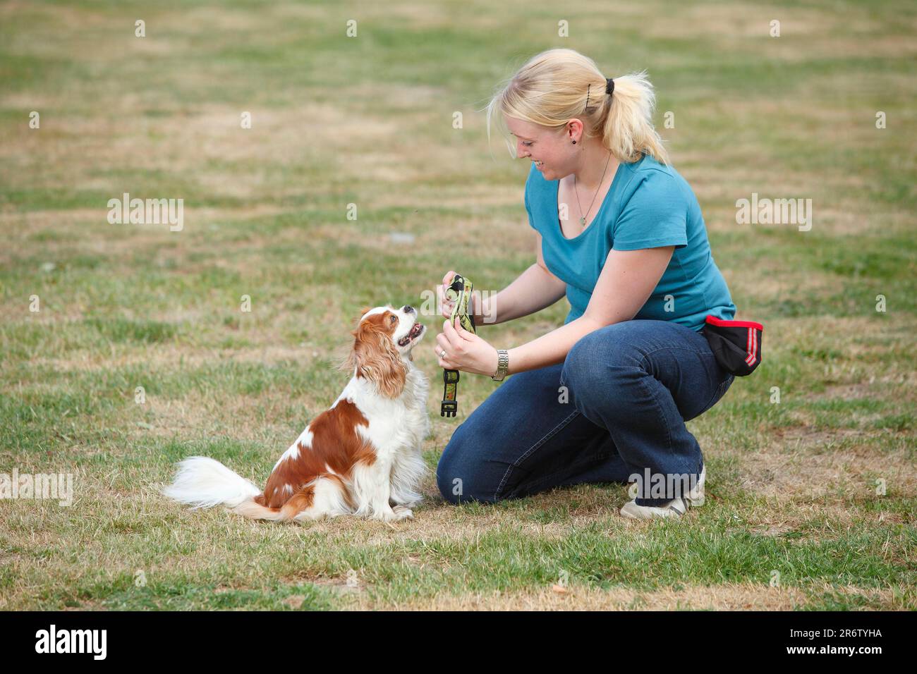 Woman Putting On Cavalier King Charles Spaniel, Blenheim, Harness