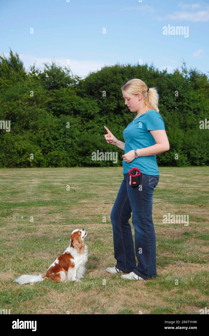 Spaniel Training Hand Signal Hi res Stock Photography And Images Alamy spaniel-training-hand-signal-hi-res-stock-photography-and-images-alamy