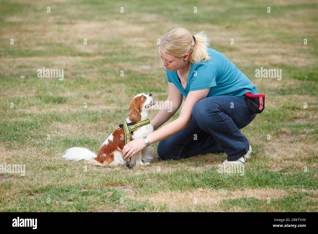 Woman Putting On Cavalier King Charles Spaniel, Blenheim, Harness