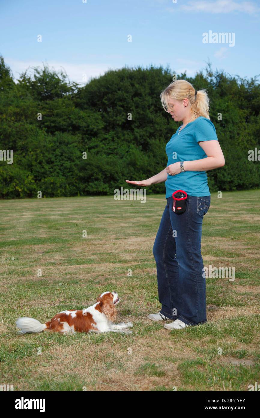 Spaniel Training Hand Signal Hi res Stock Photography And Images Alamy spaniel-training-hand-signal-hi-res-stock-photography-and-images-alamy
